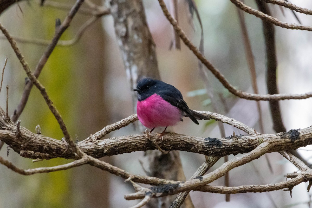 Pink Robin - ML643223508