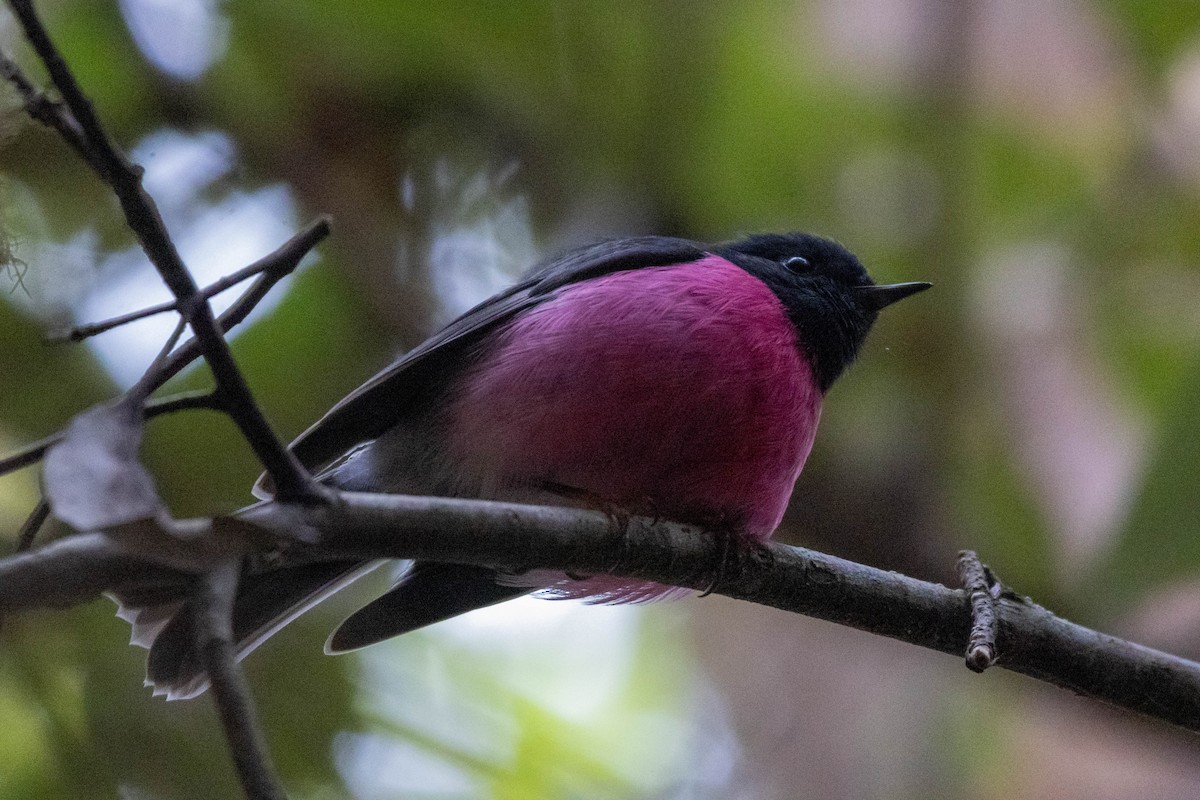 Pink Robin - ML643223509