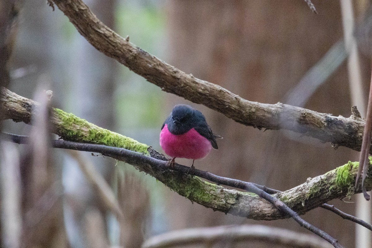 Pink Robin - ML643223510