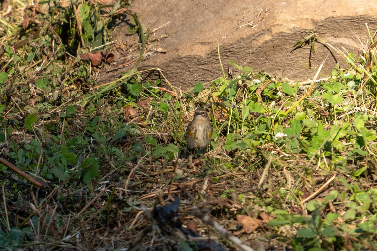 Yellow-rumped Warbler - ML643223516