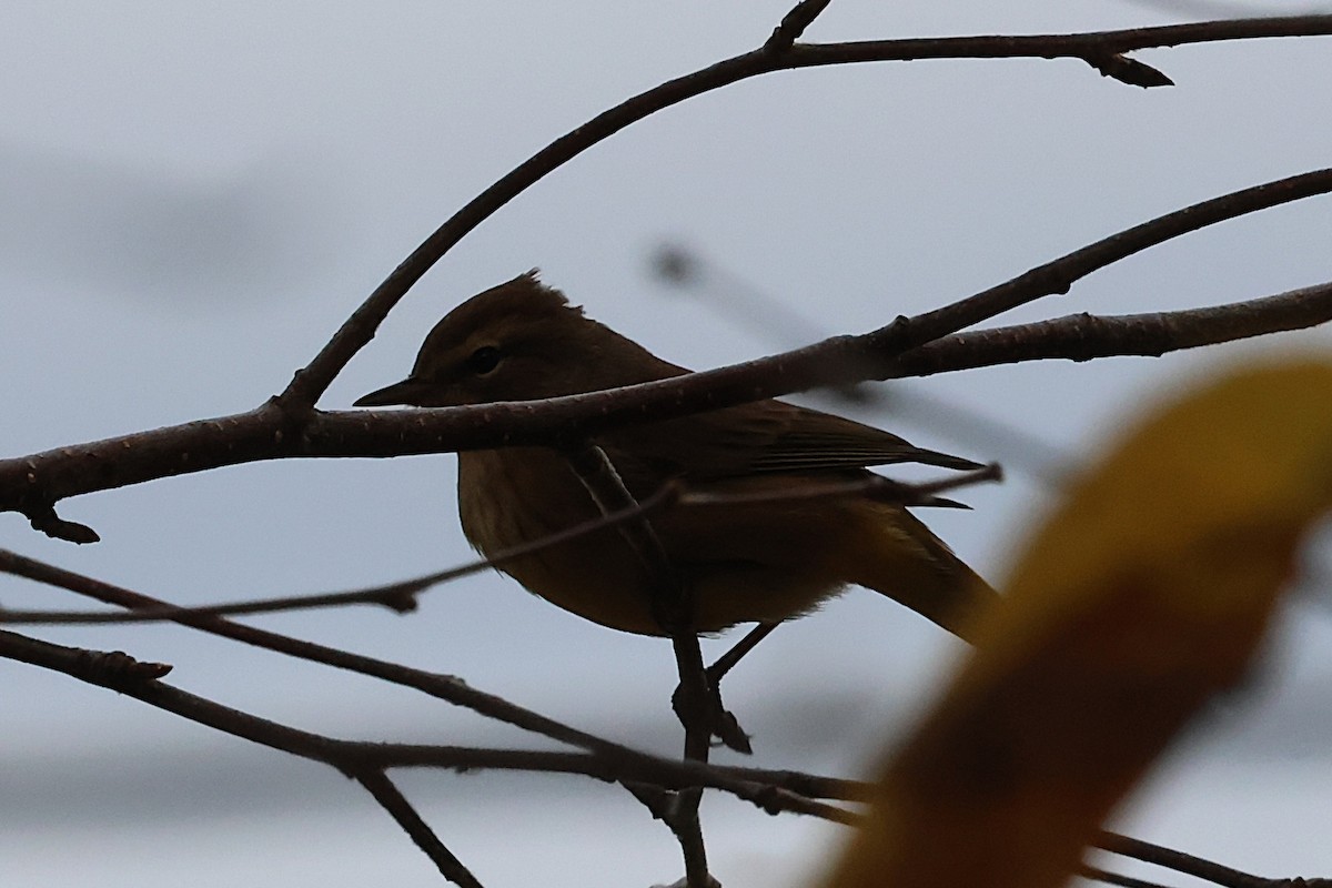 Palm Warbler - ML643223521