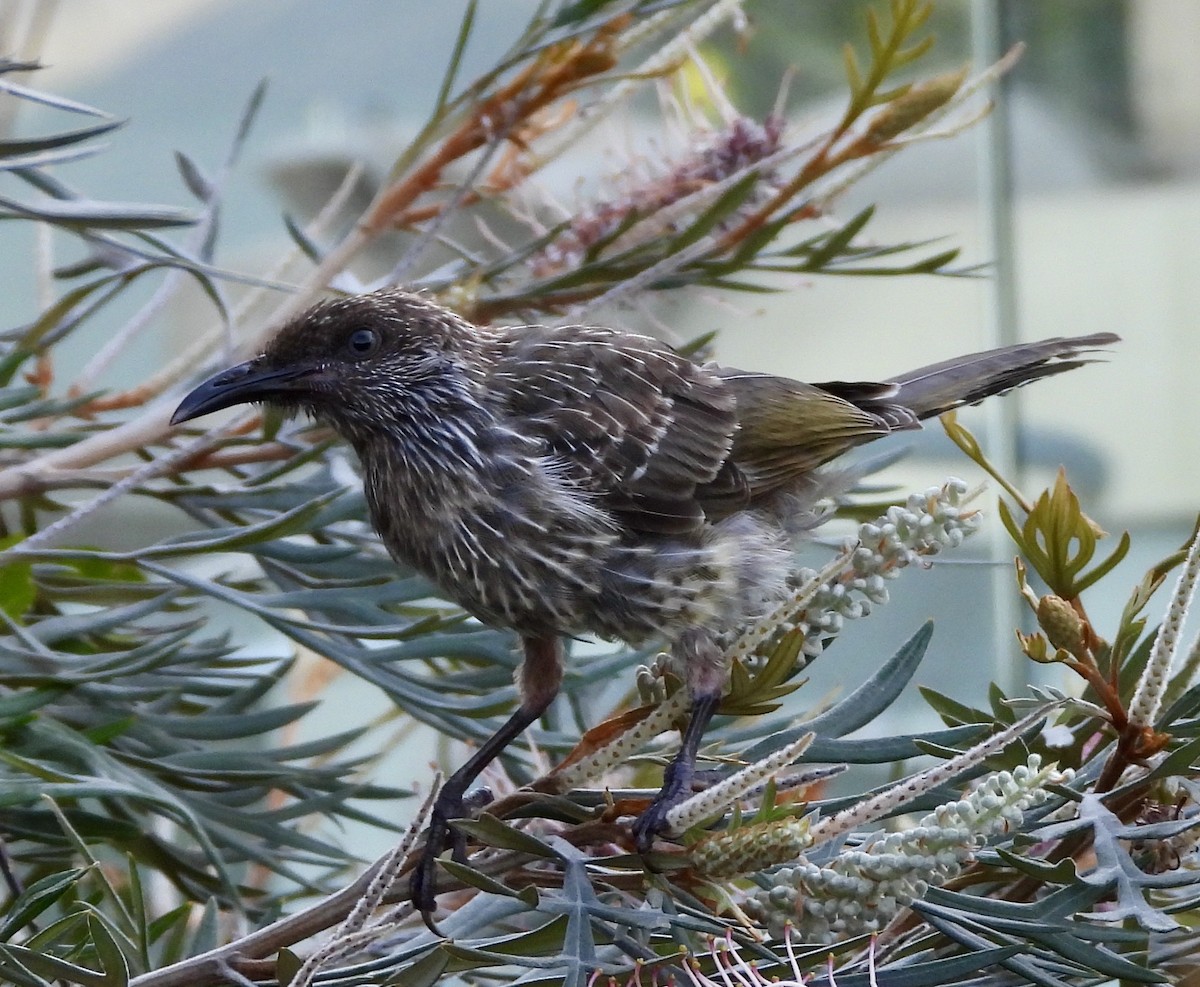 Little Wattlebird - ML643223522