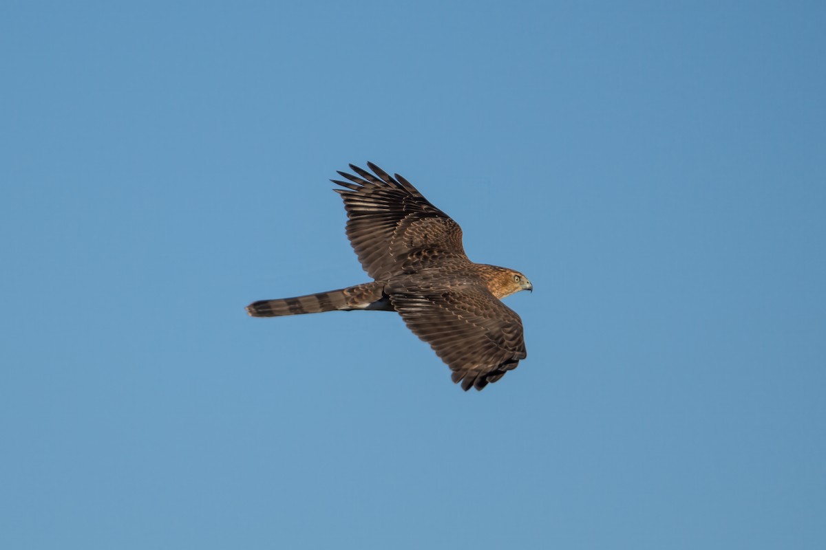 Cooper's Hawk - ML643223527