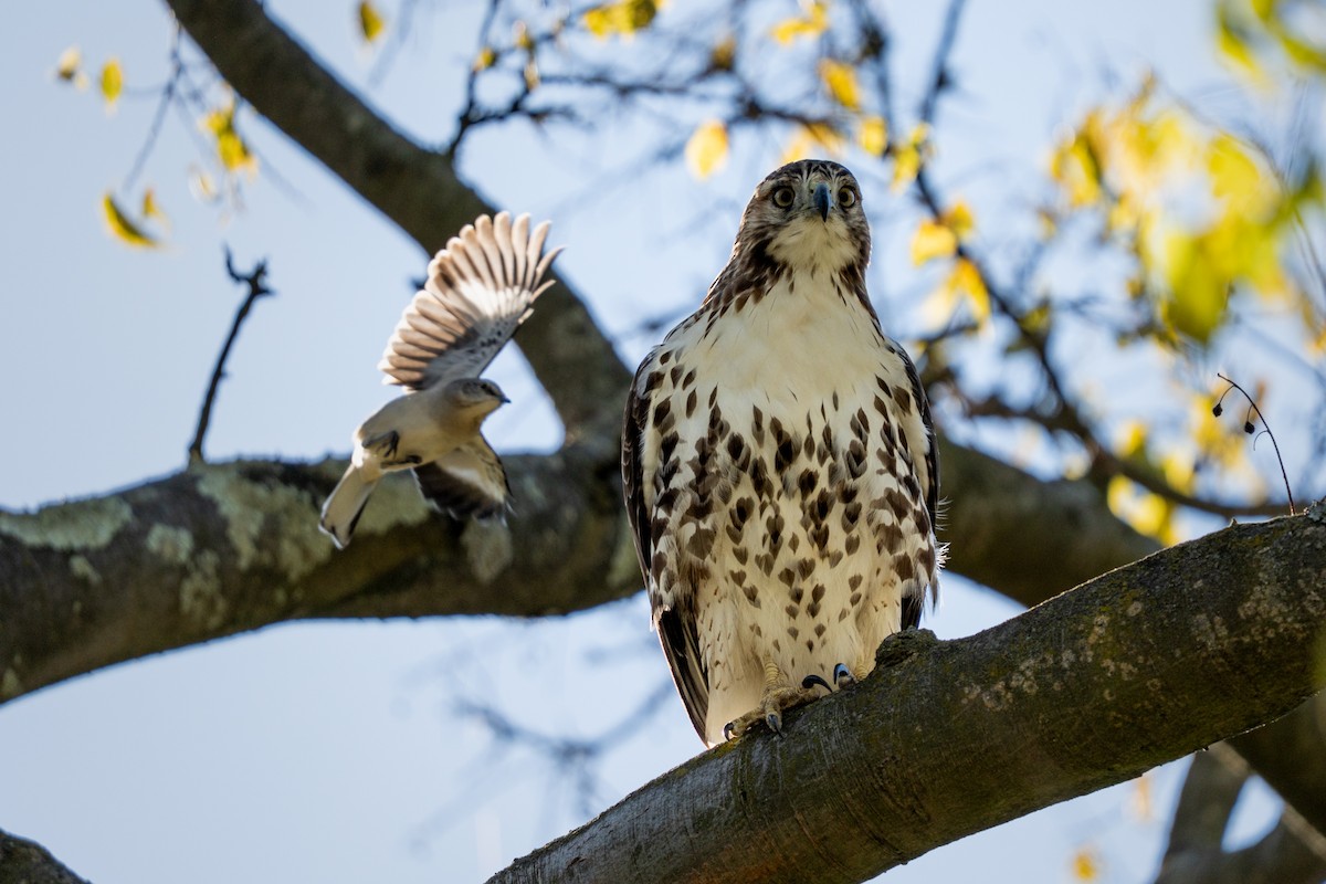 Red-tailed Hawk - ML643223528