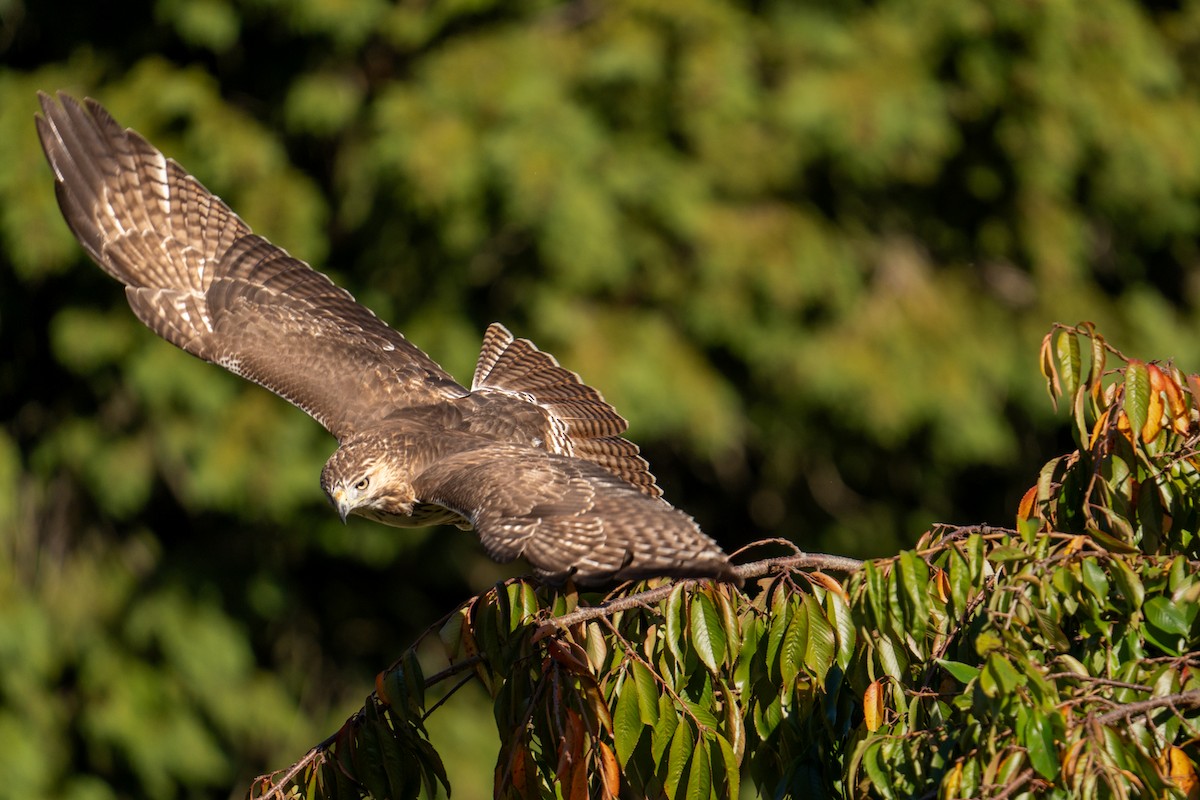 Red-tailed Hawk - ML643223529