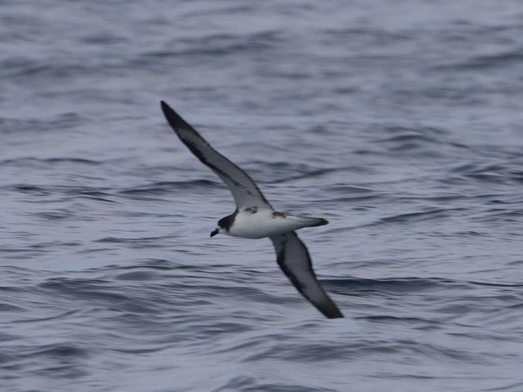 Galapagos Petrel - ML643223530