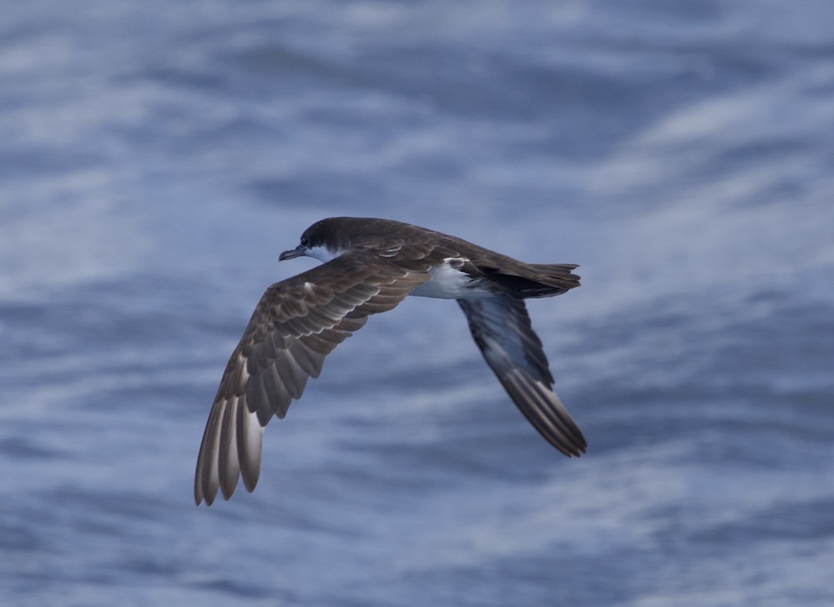 Galapagos Shearwater - ML643223531