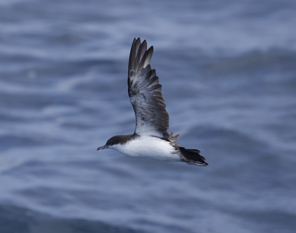 Galapagos Shearwater - ML643223532