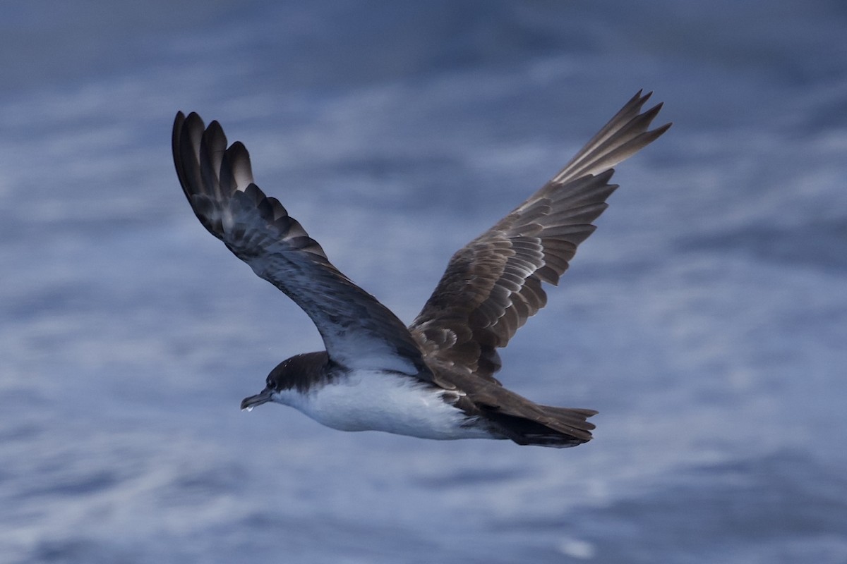 Galapagos Shearwater - ML643223533