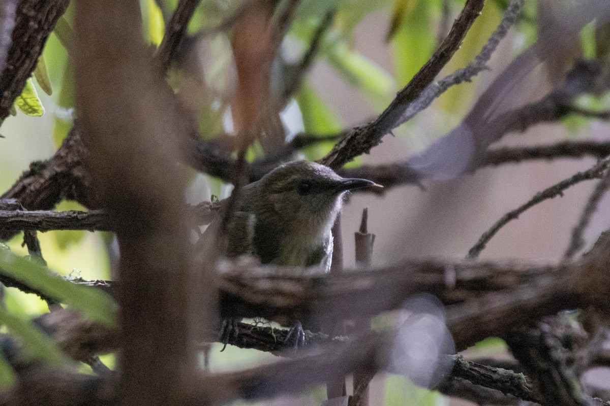 Crescent Honeyeater - ML643223545