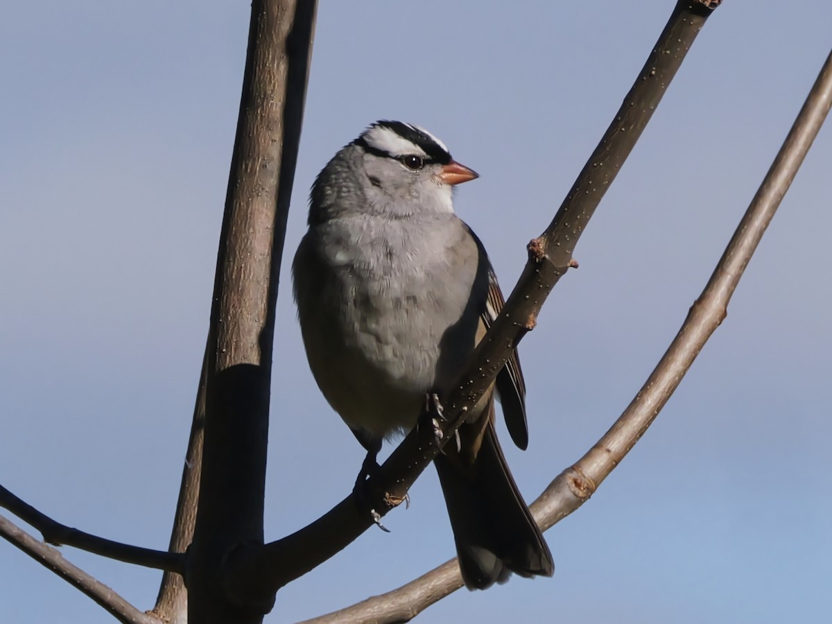White-crowned Sparrow - ML643223555