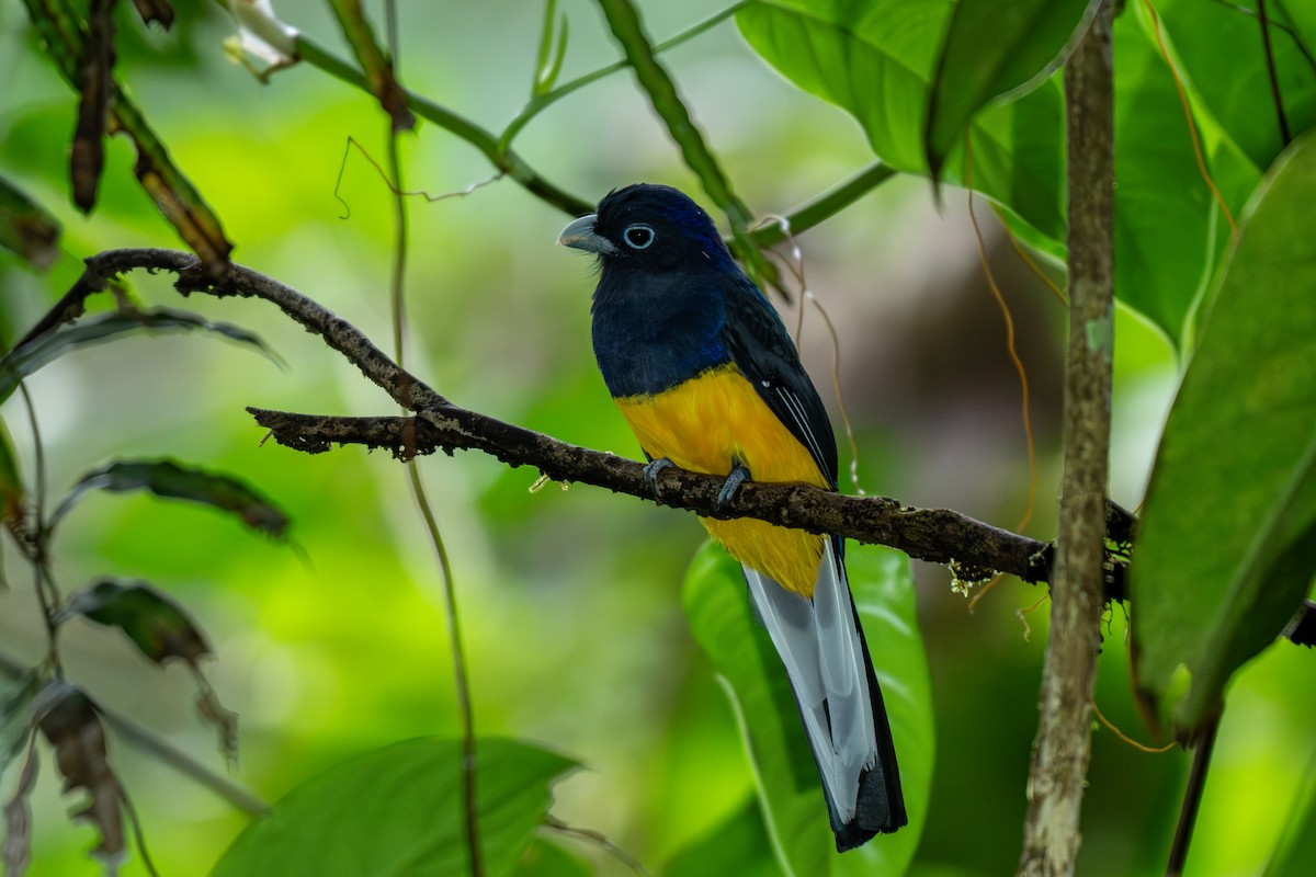 White-tailed Trogon - ML643223558