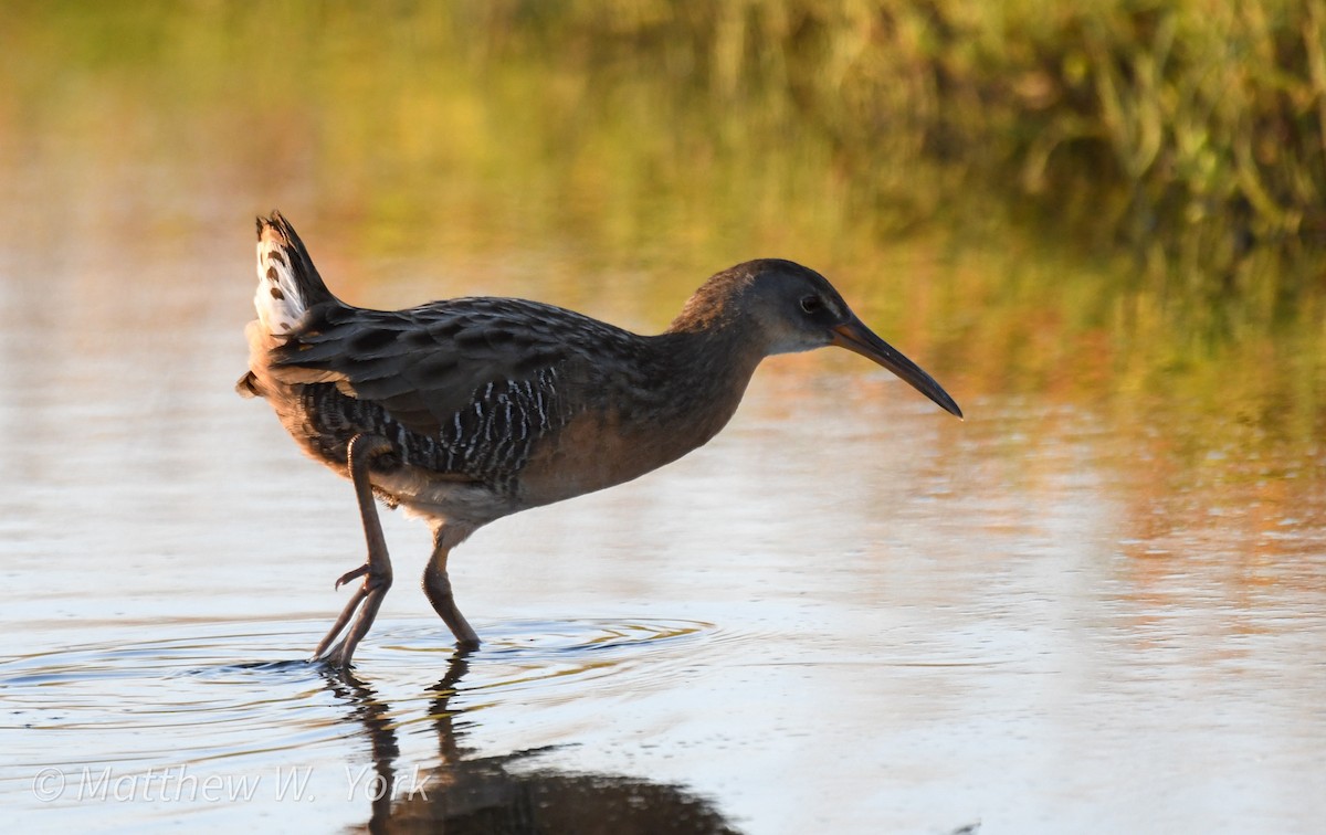 Clapper Rail - ML643223559