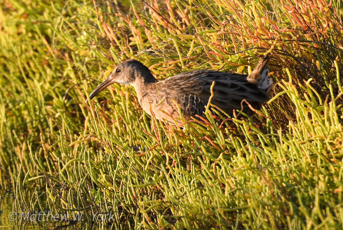 Clapper Rail - ML643223561
