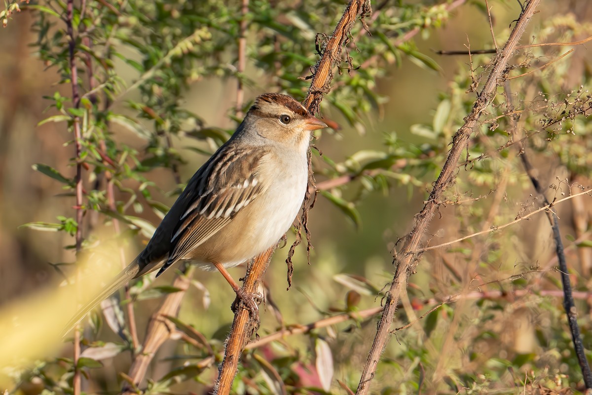White-crowned Sparrow - ML643223562