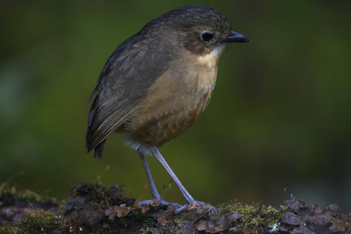 Tawny Antpitta - ML643223576