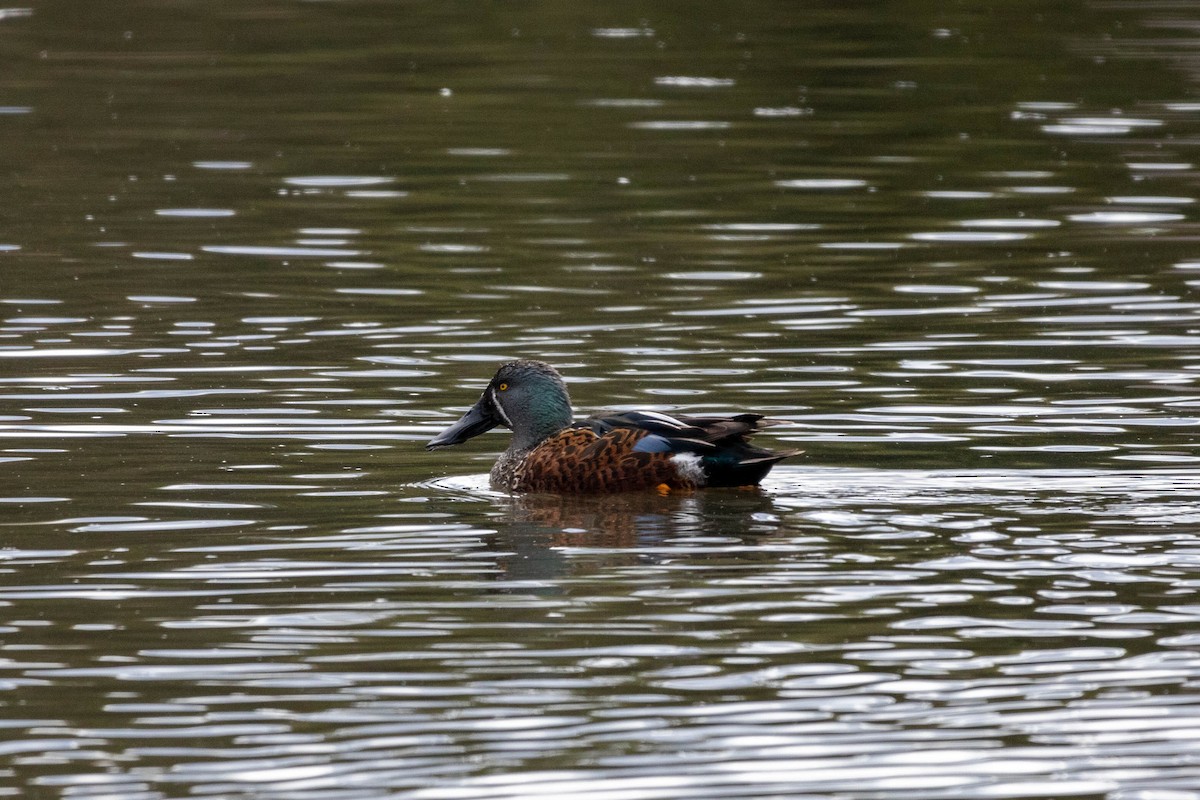 Australasian Shoveler - ML643223579