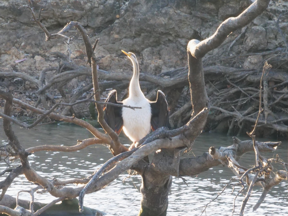 Australasian Darter - ML643223581