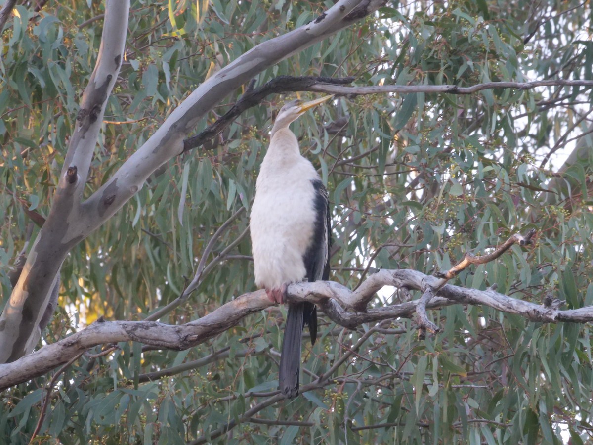 Australasian Darter - ML643223582