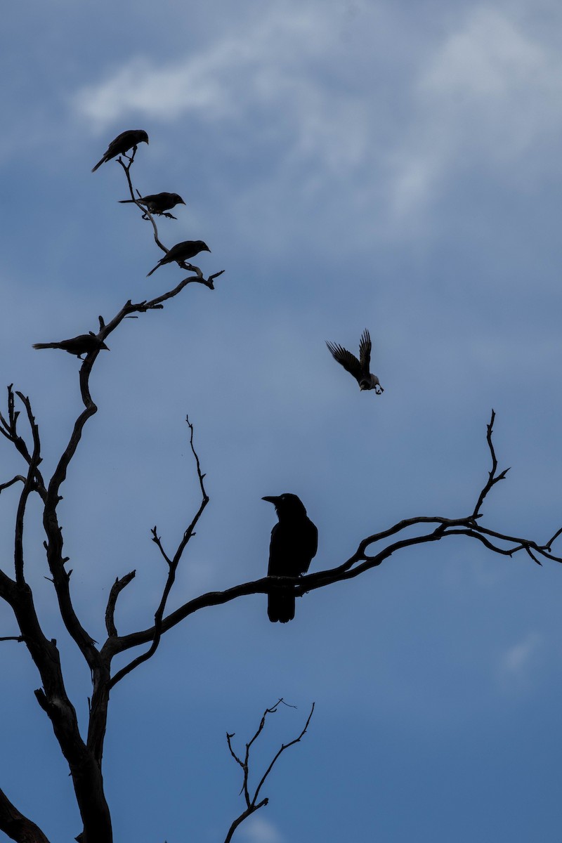 Corbeau de Tasmanie - ML643223588