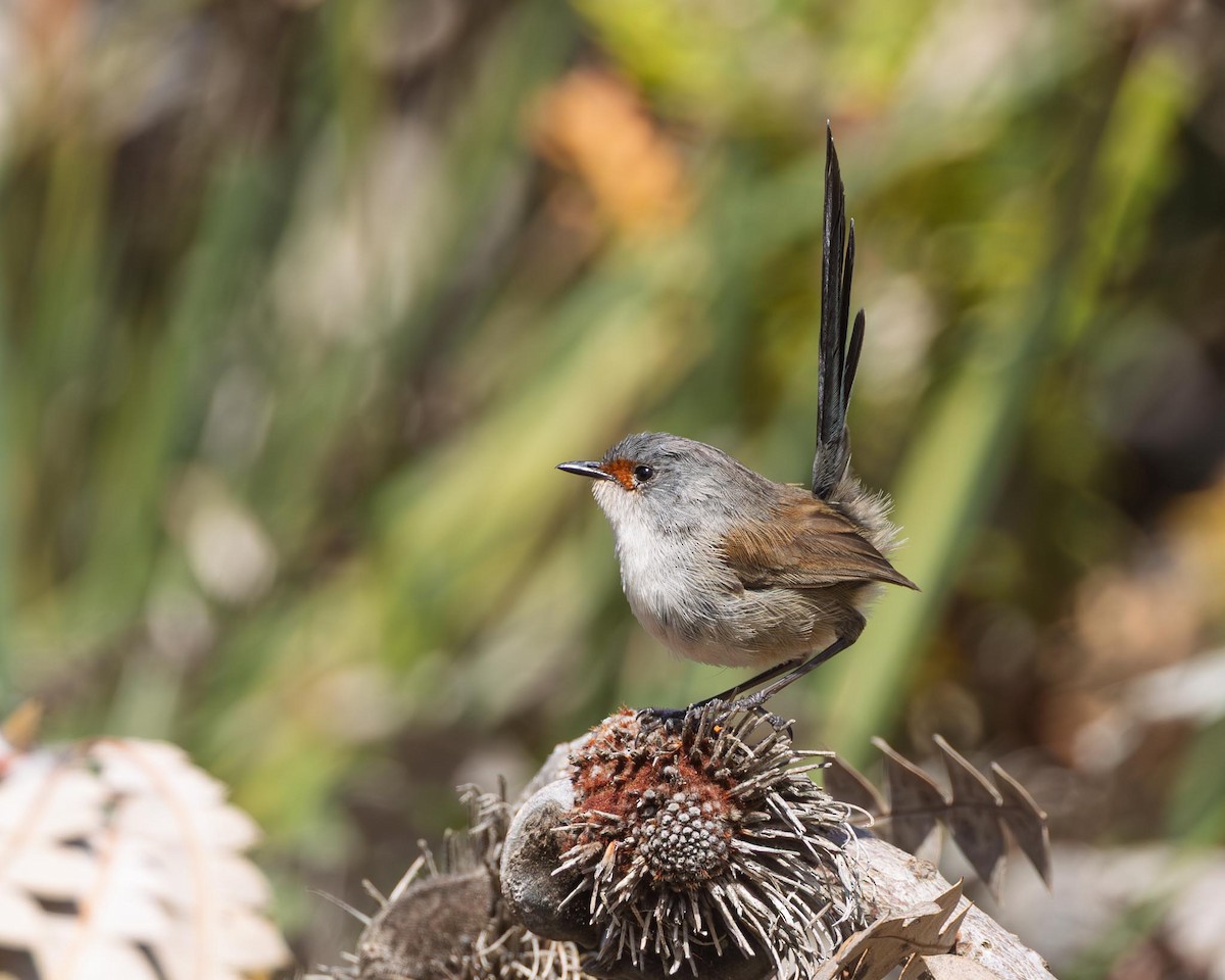 Red-winged Fairywren - ML643223593