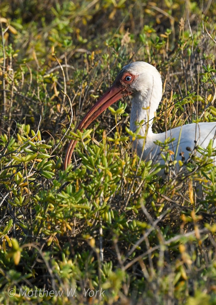 White Ibis - ML643223605