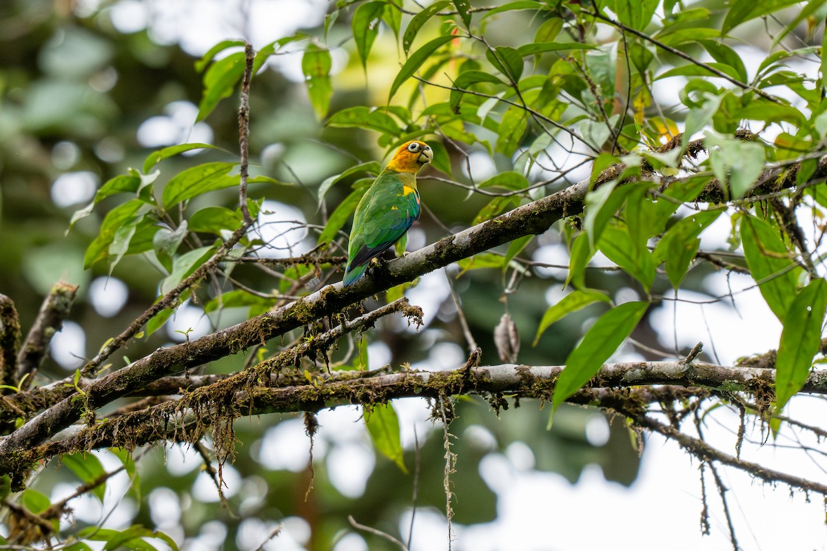 Saffron-headed Parrot - ML643223611