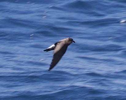 Wedge-rumped Storm-Petrel - ML643223622