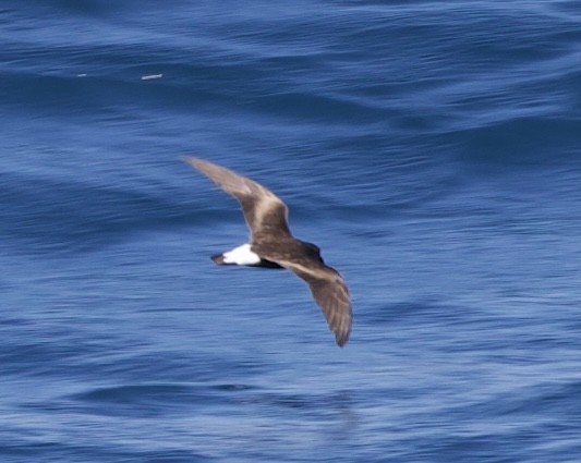 Wedge-rumped Storm-Petrel - ML643223623