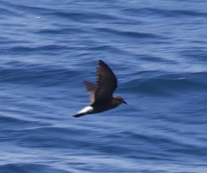 Wedge-rumped Storm-Petrel - ML643223624