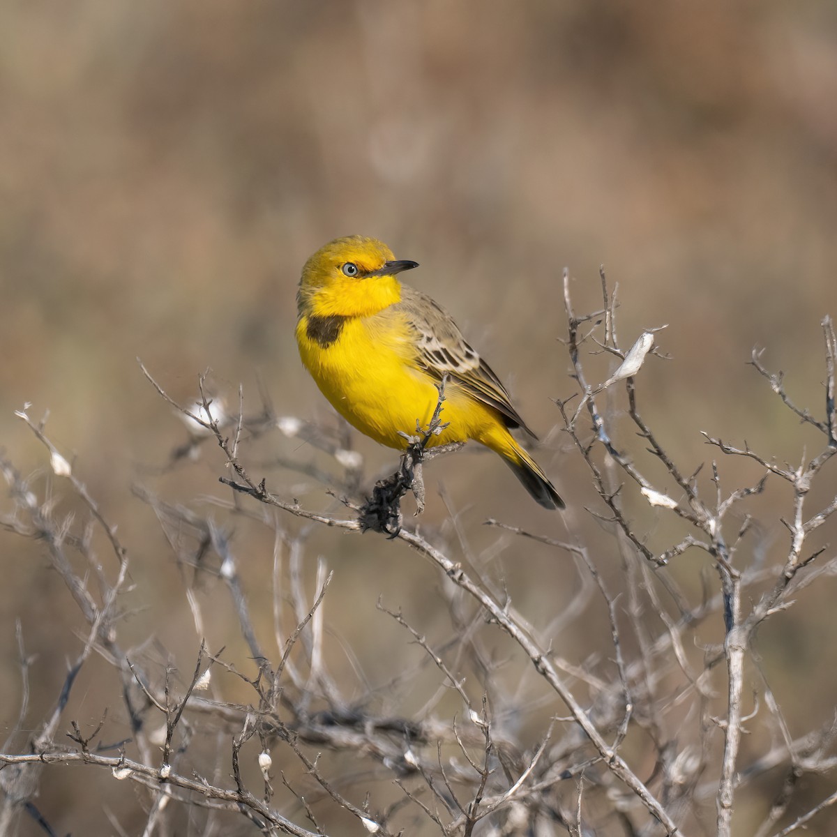 Yellow Chat - ML643223626