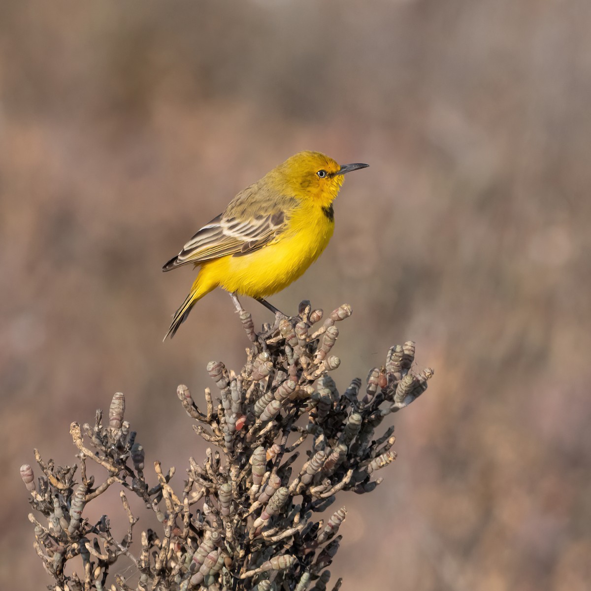 Yellow Chat - ML643223627