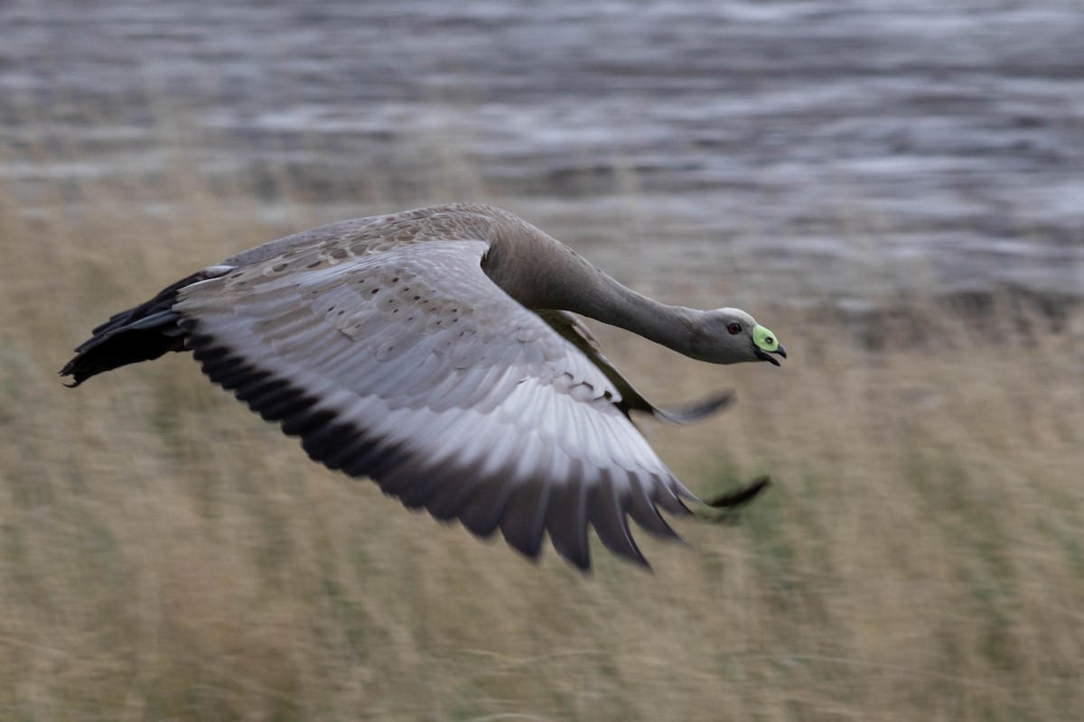 Cape Barren Goose - ML643223630