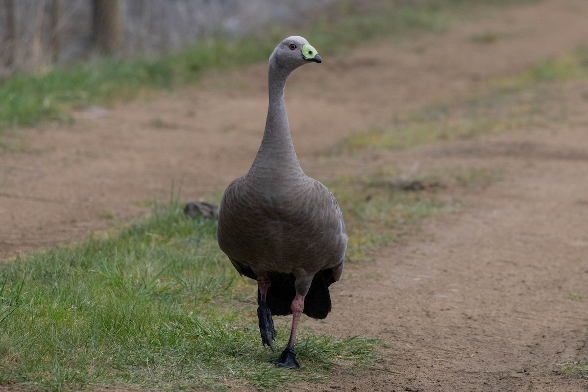 Cape Barren Goose - ML643223633