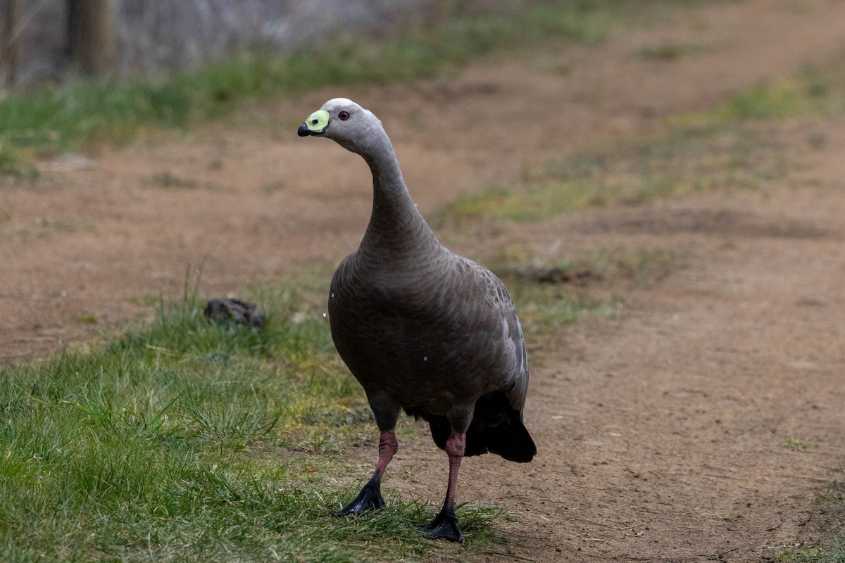 Cape Barren Goose - ML643223634