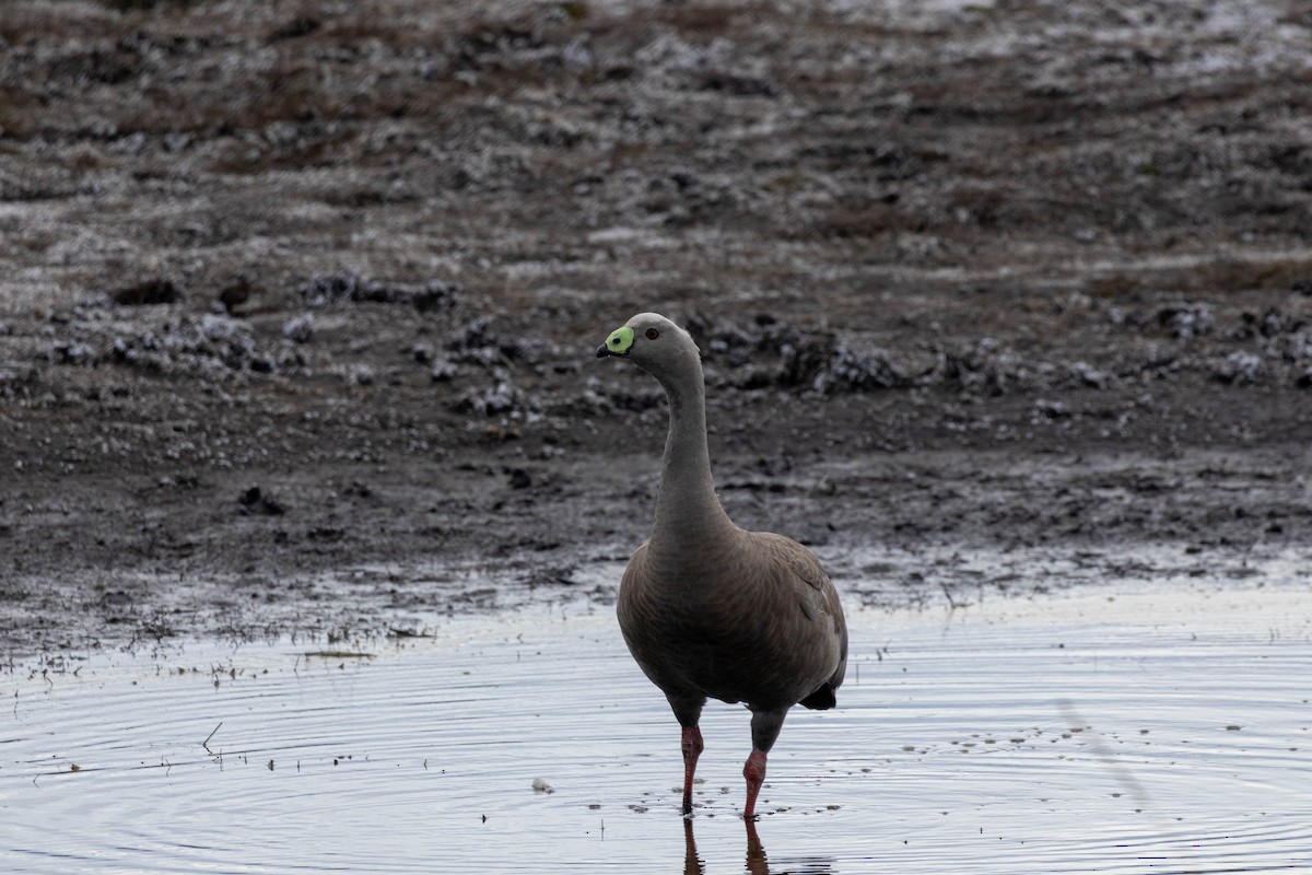 Cape Barren Goose - ML643223635