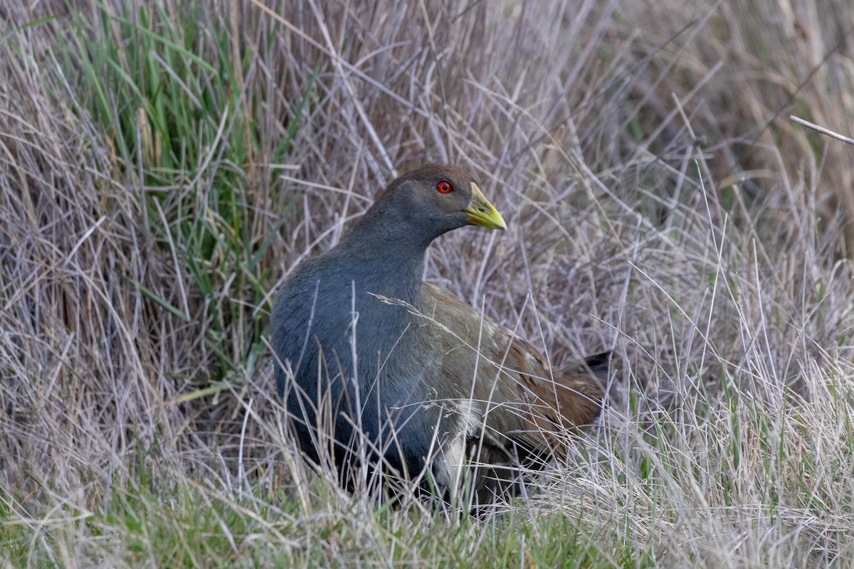 Gallineta de Tasmania - ML643223636