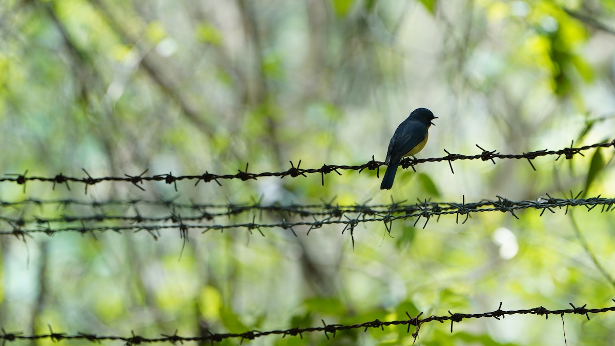 Tickell's Blue Flycatcher - ML643223640