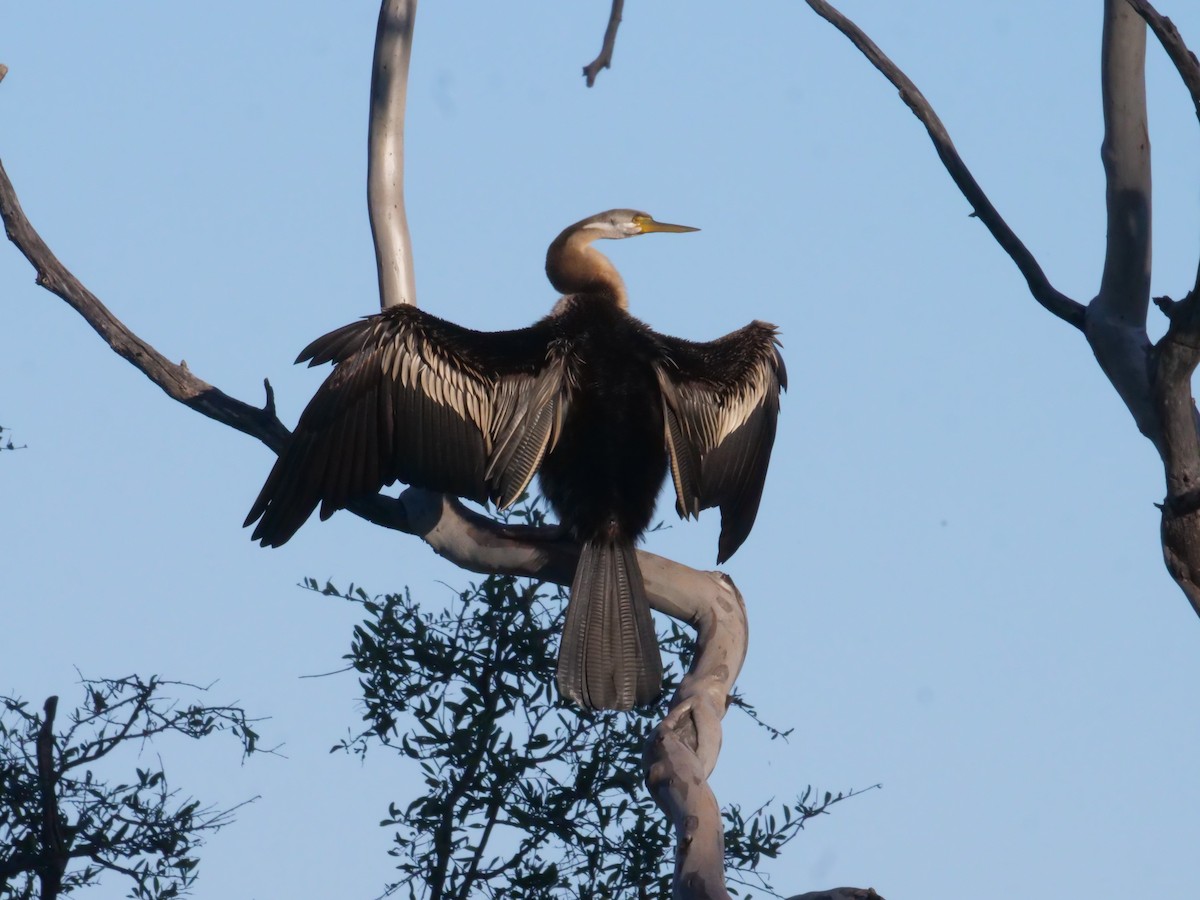 Australasian Darter - ML643223658