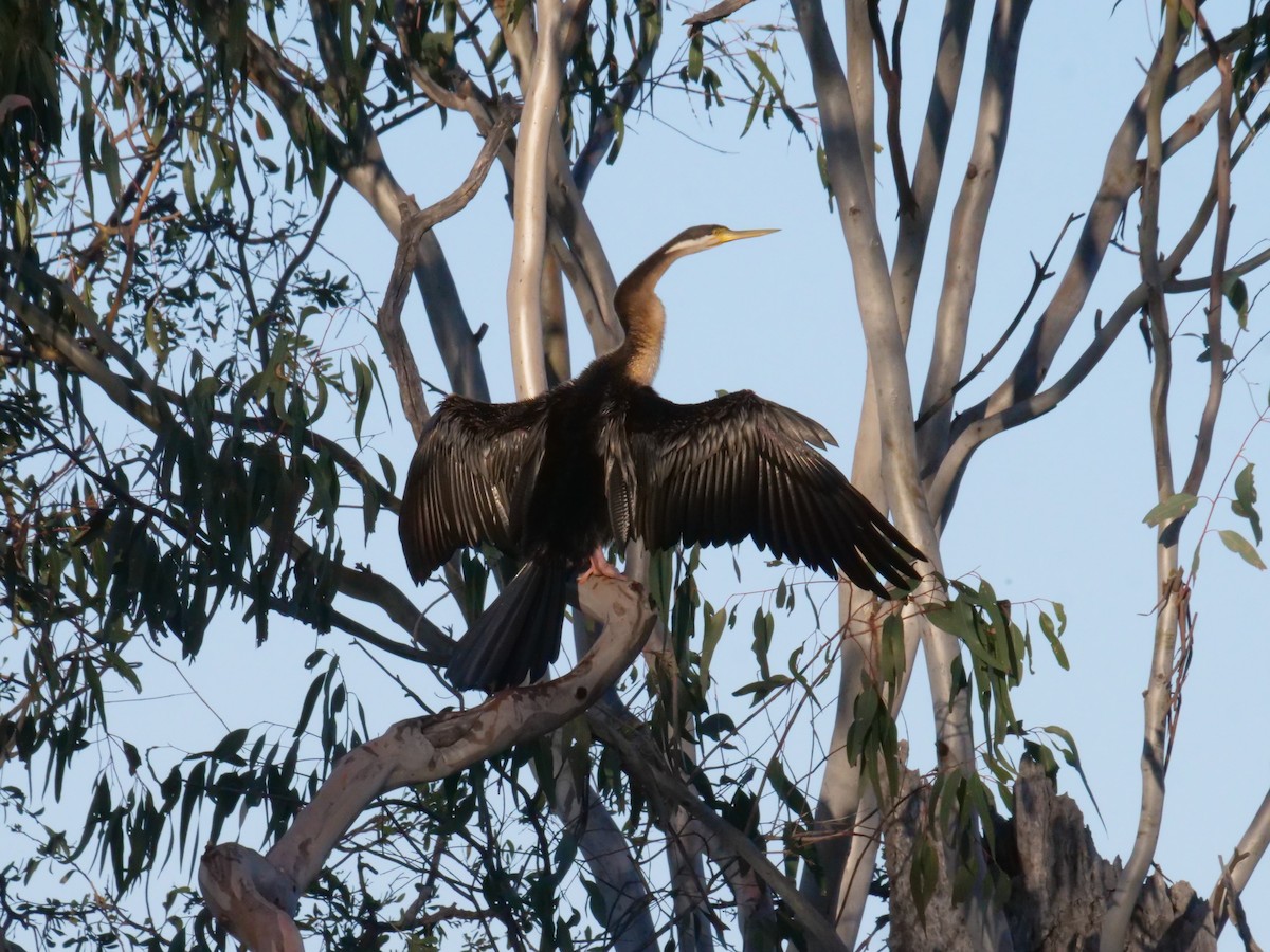 Australasian Darter - ML643223659