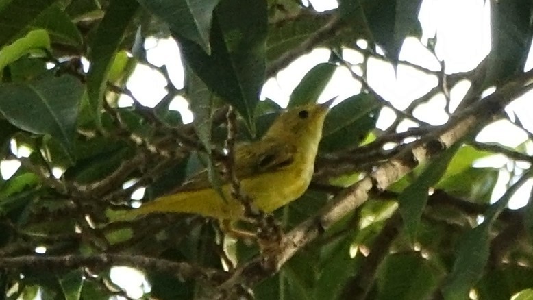 Yellow Warbler - ML643223706