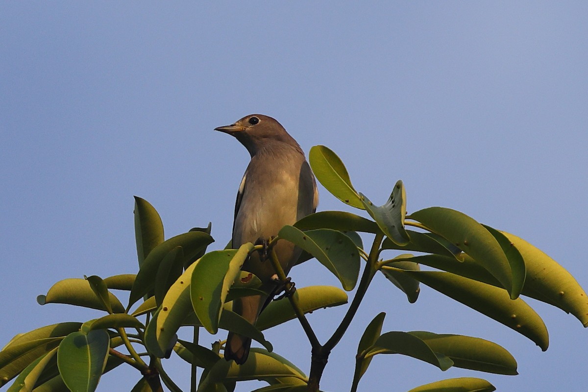 Daurian Starling - ML643223708