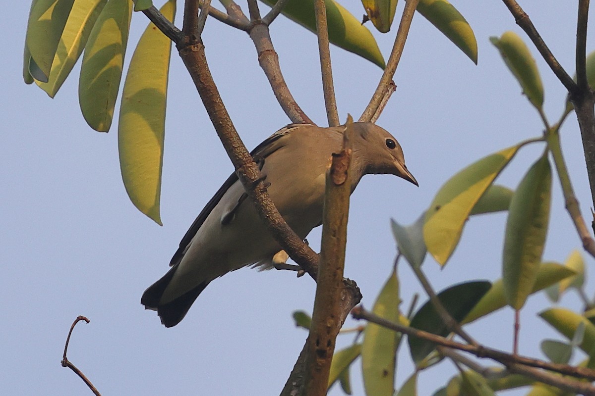 Daurian Starling - ML643223711