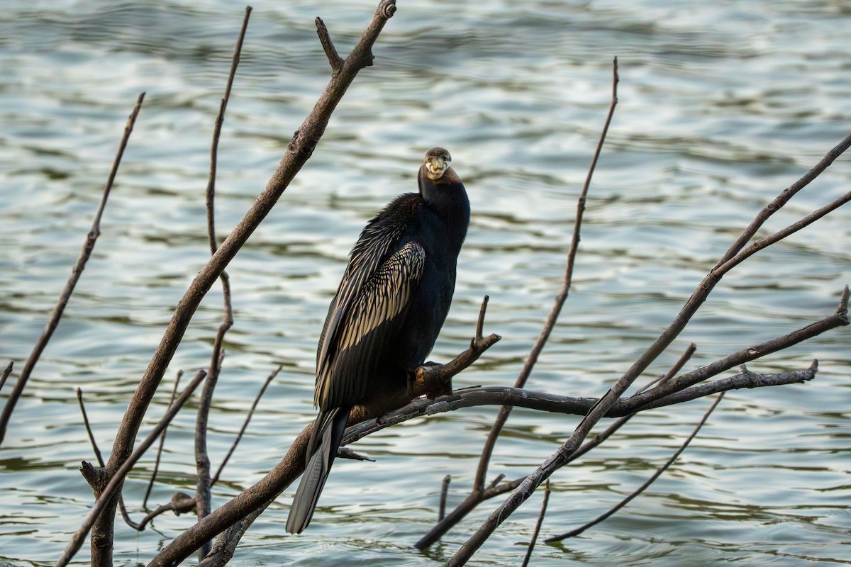 Australasian Darter - ML643223743