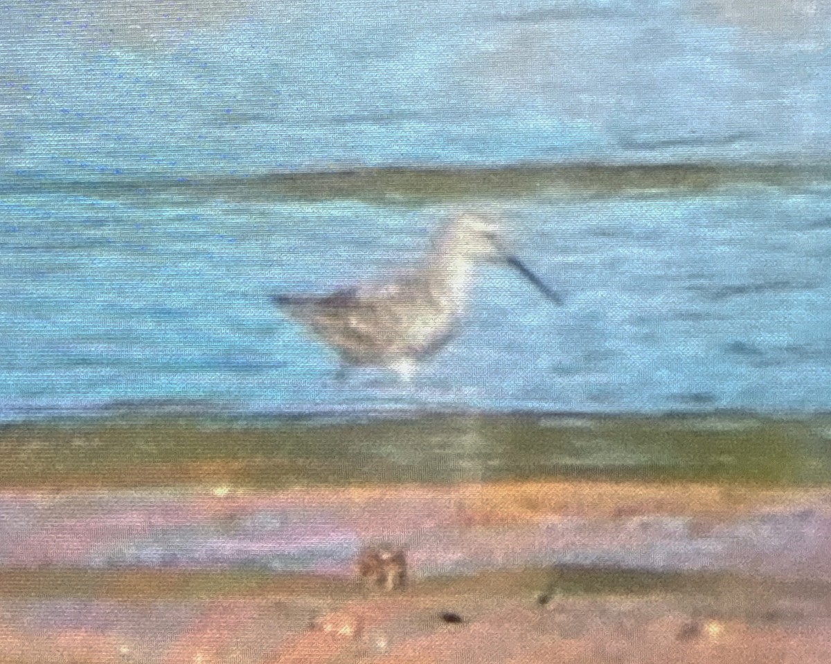 Stilt Sandpiper - ML643223746