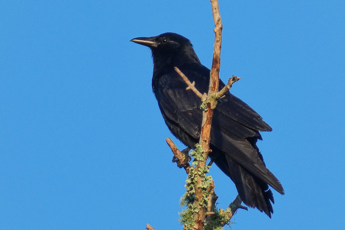 Fish Crow - ML643223748