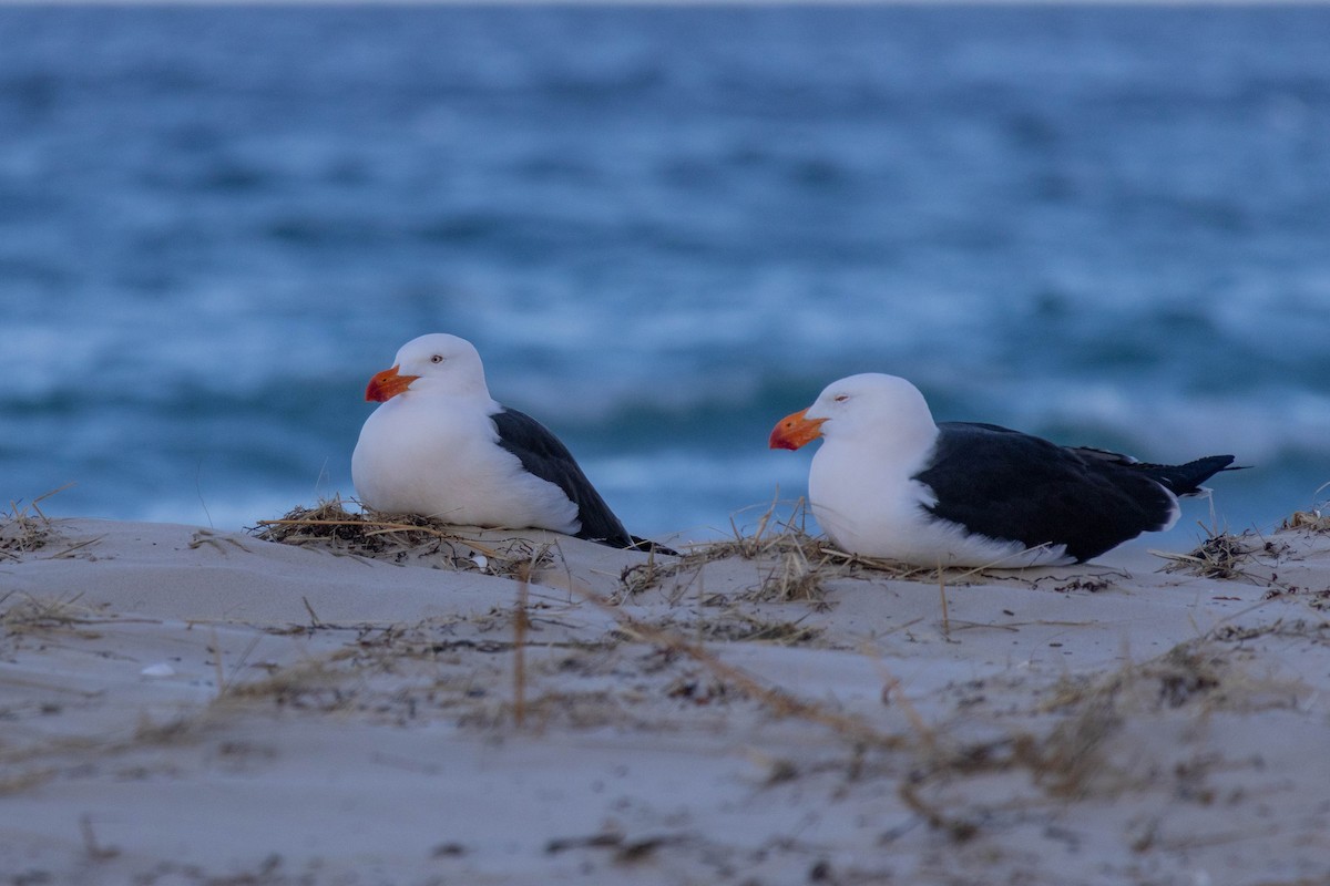 Pacific Gull - ML643223749