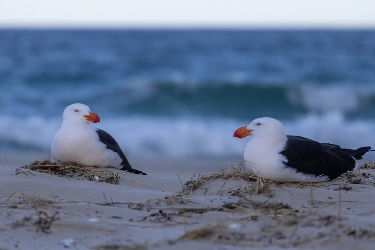 Pacific Gull - ML643223750