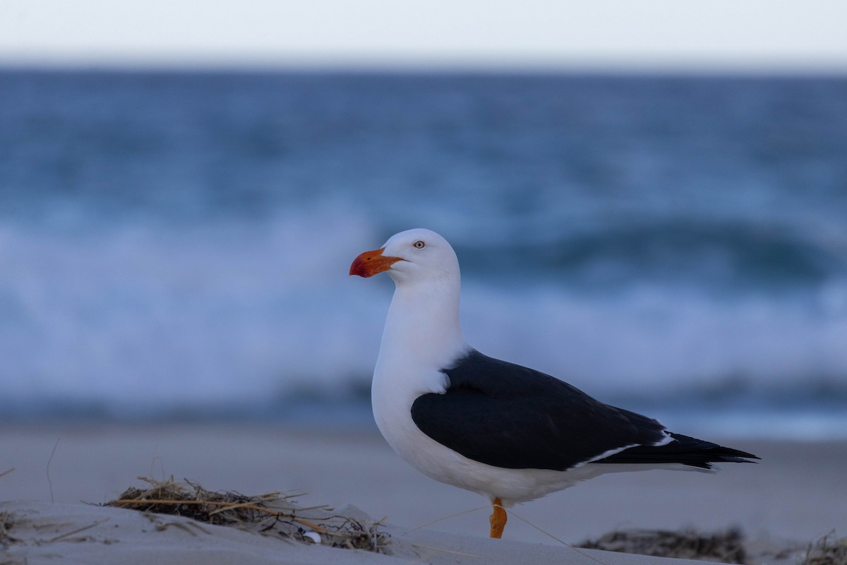 Pacific Gull - ML643223751