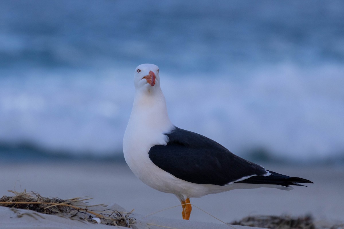 Pacific Gull - ML643223752